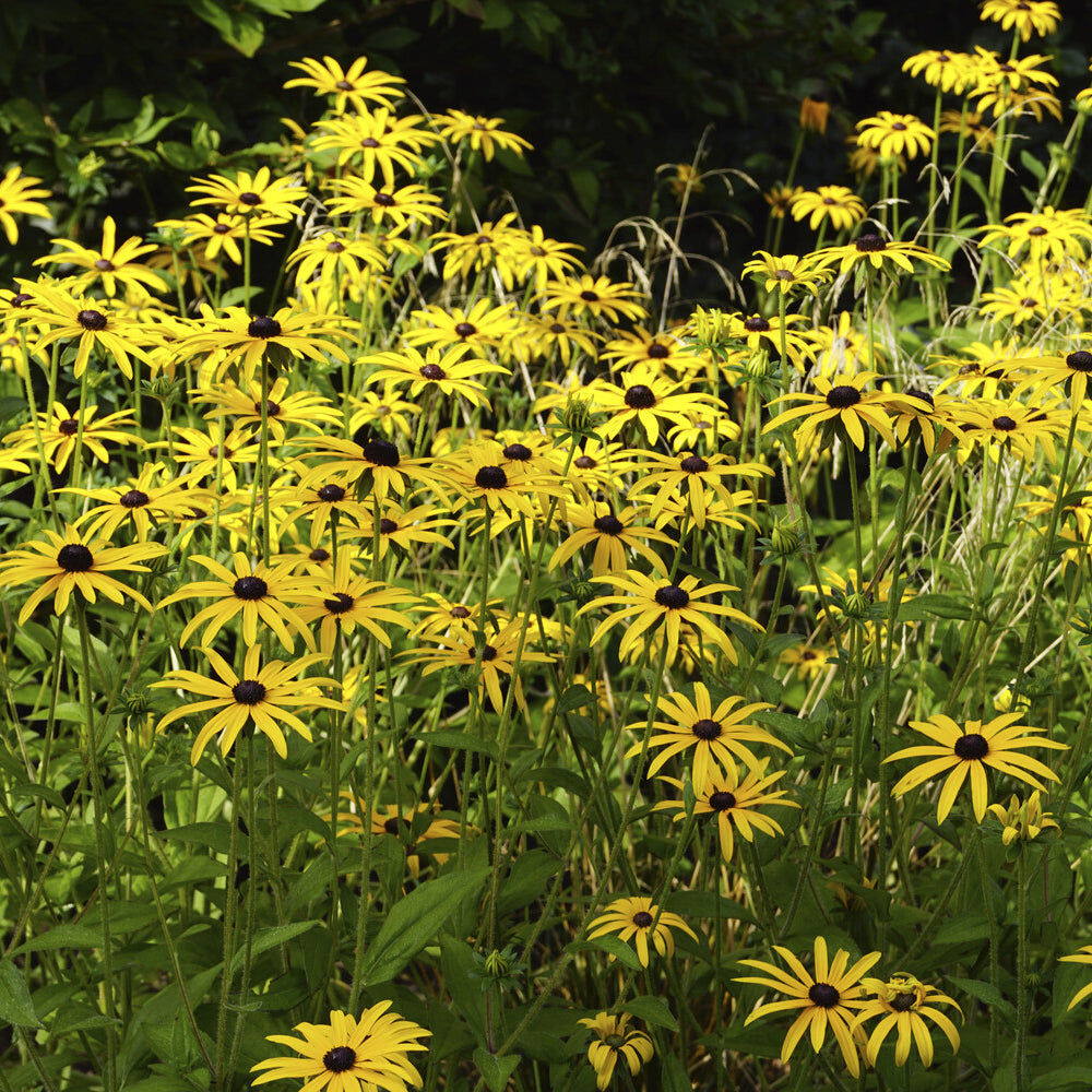 Rudbeckia deamii - Rudbeckia fulgida deamii - Willemse