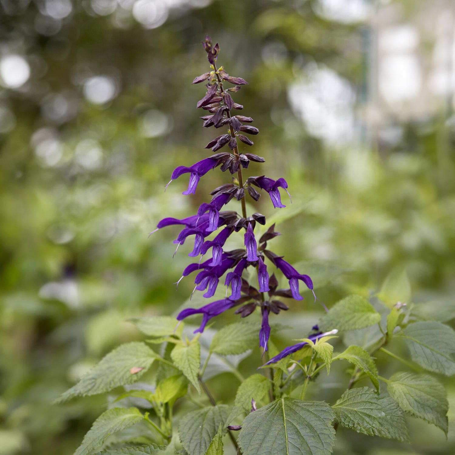 Salvia Amistad - Sauge Amistad - Sauges
