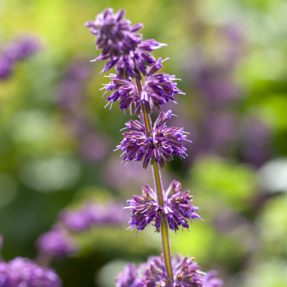 Sauge verticillée Purple Rain - Salvia verticillata Purple Rain - Willemse