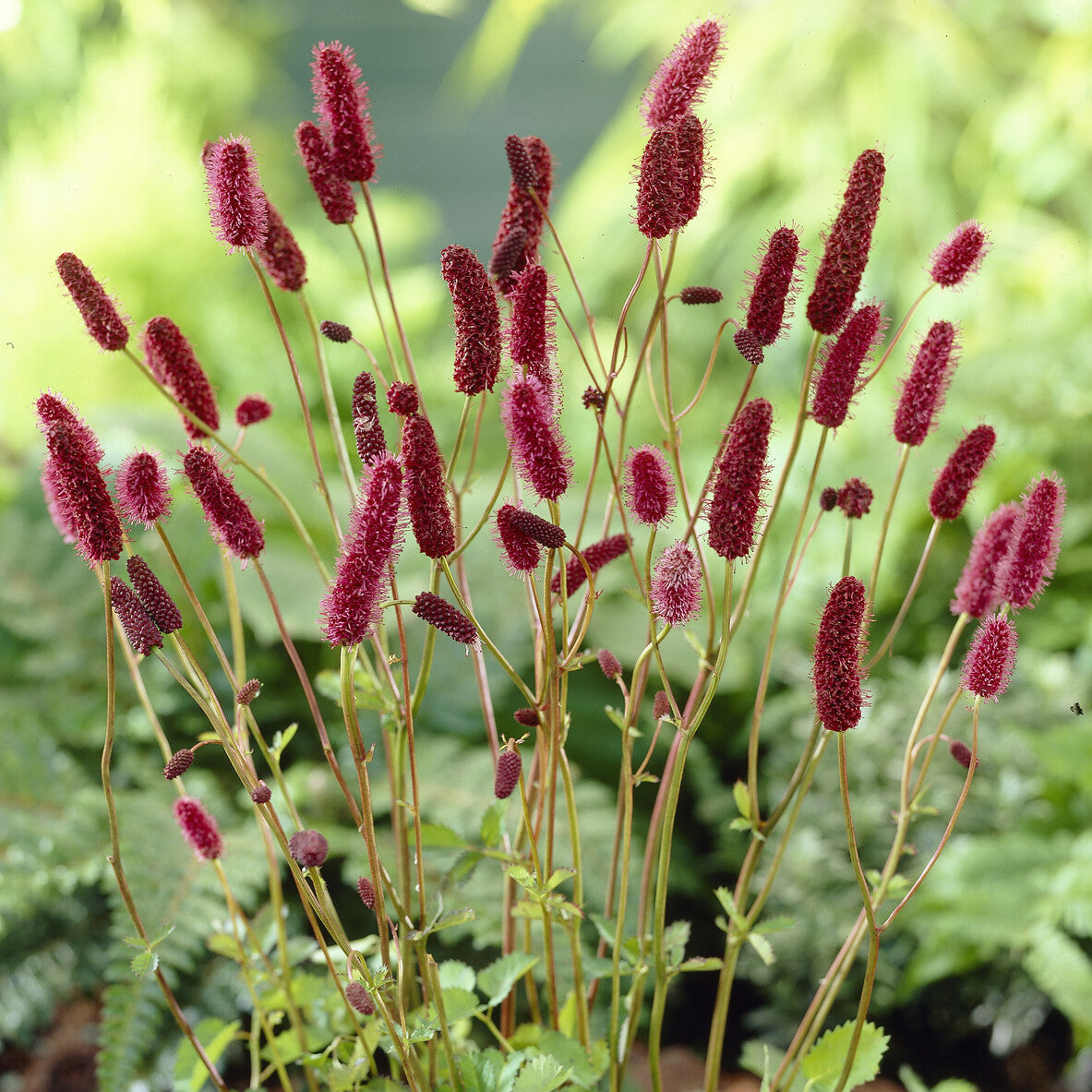 Pimprenelle d'Alaska - Sanguisorbe - Sanguisorba menziesii - Willemse