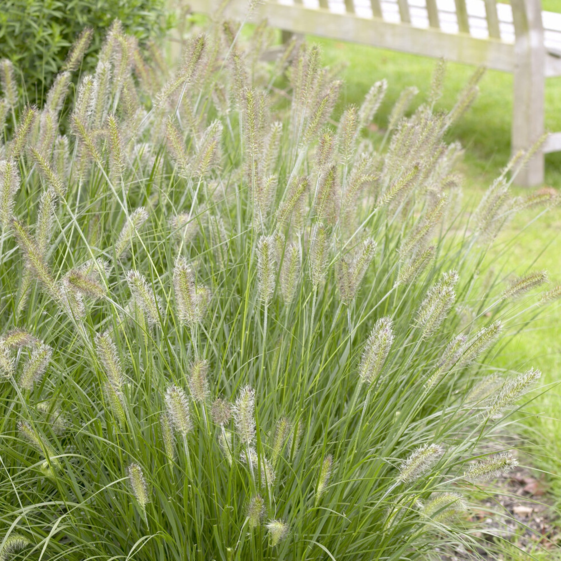 Herbe aux écouvillons Herbstzauber - Pennisetum - Willemse