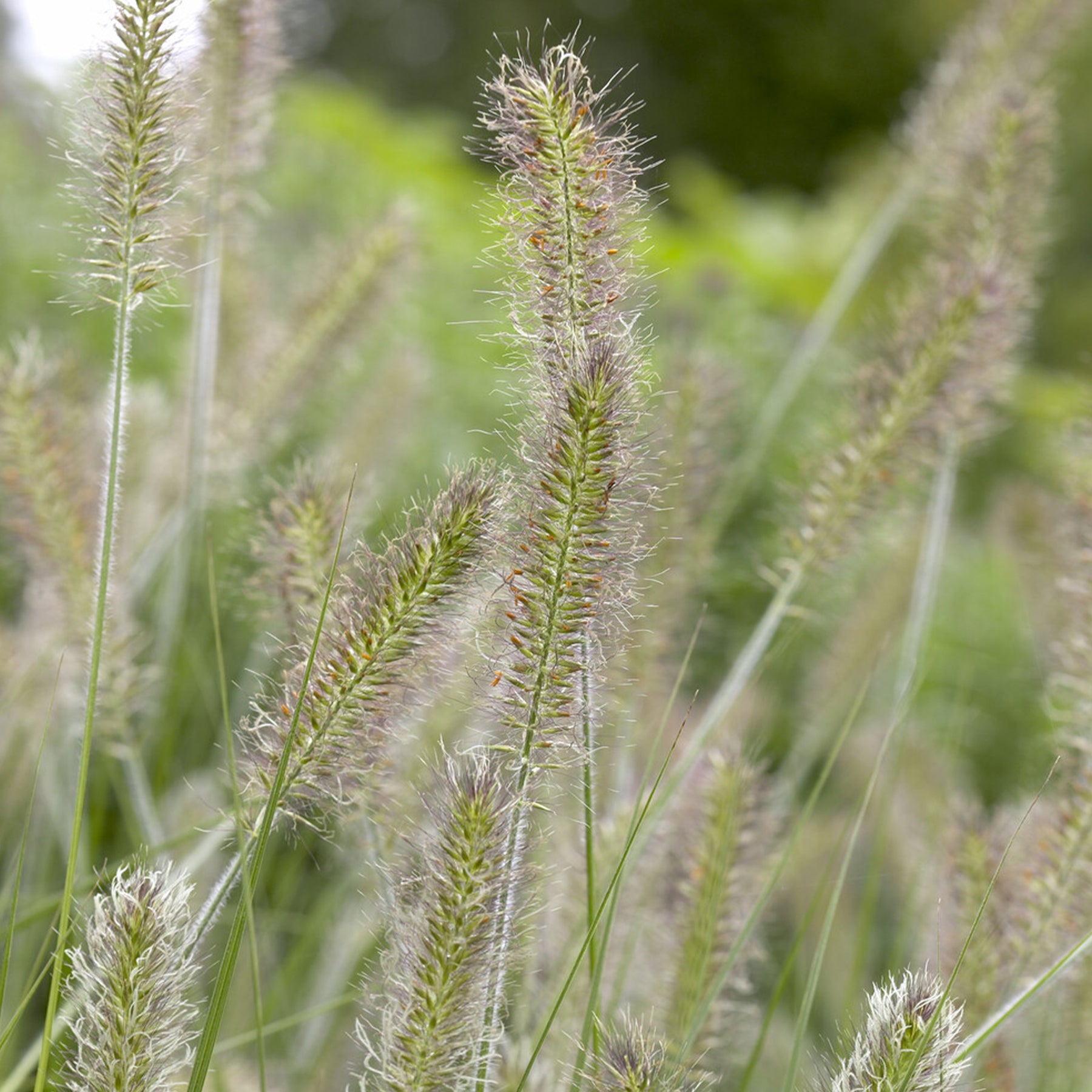 Herbe aux écouvillons Herbstzauber - Pennisetum - Pennisetum alopecuroides herbstzauber - Willemse