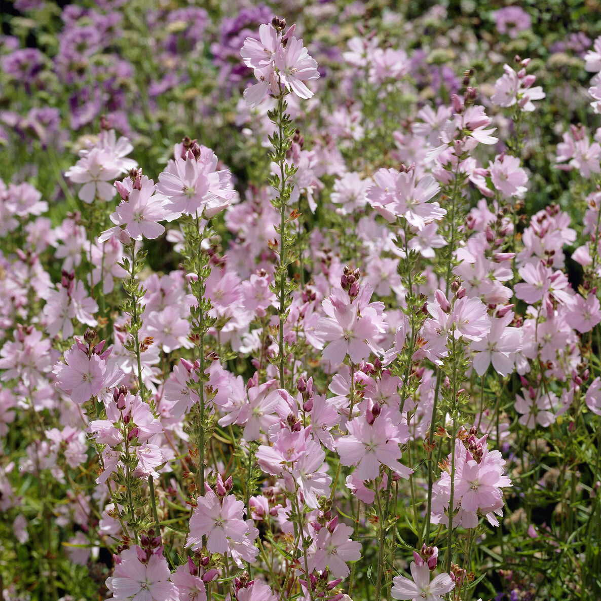 Vente Sidalcea malviflora Elsie Heugh - Sidalcea Elsie Heugh