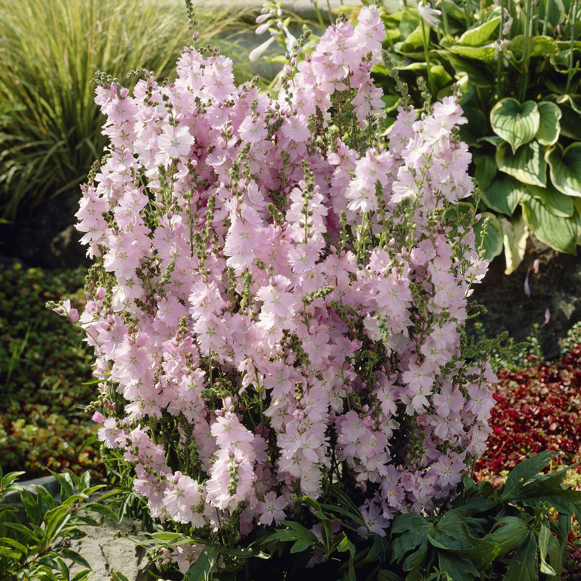 Sidalcea Elsie Heugh - Sidalcea malviflora Elsie Heugh - Sidalcea