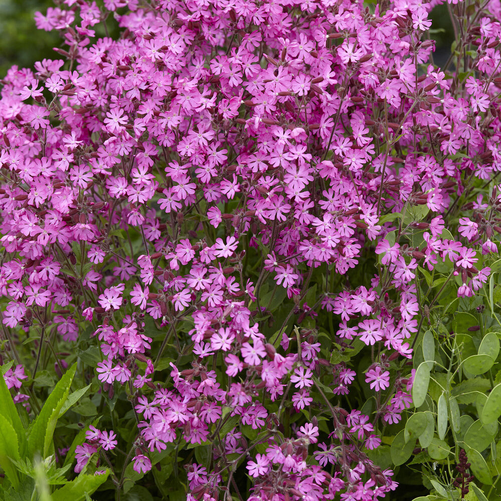 Silene dioica - Silène dioïque - Fleurs vivaces