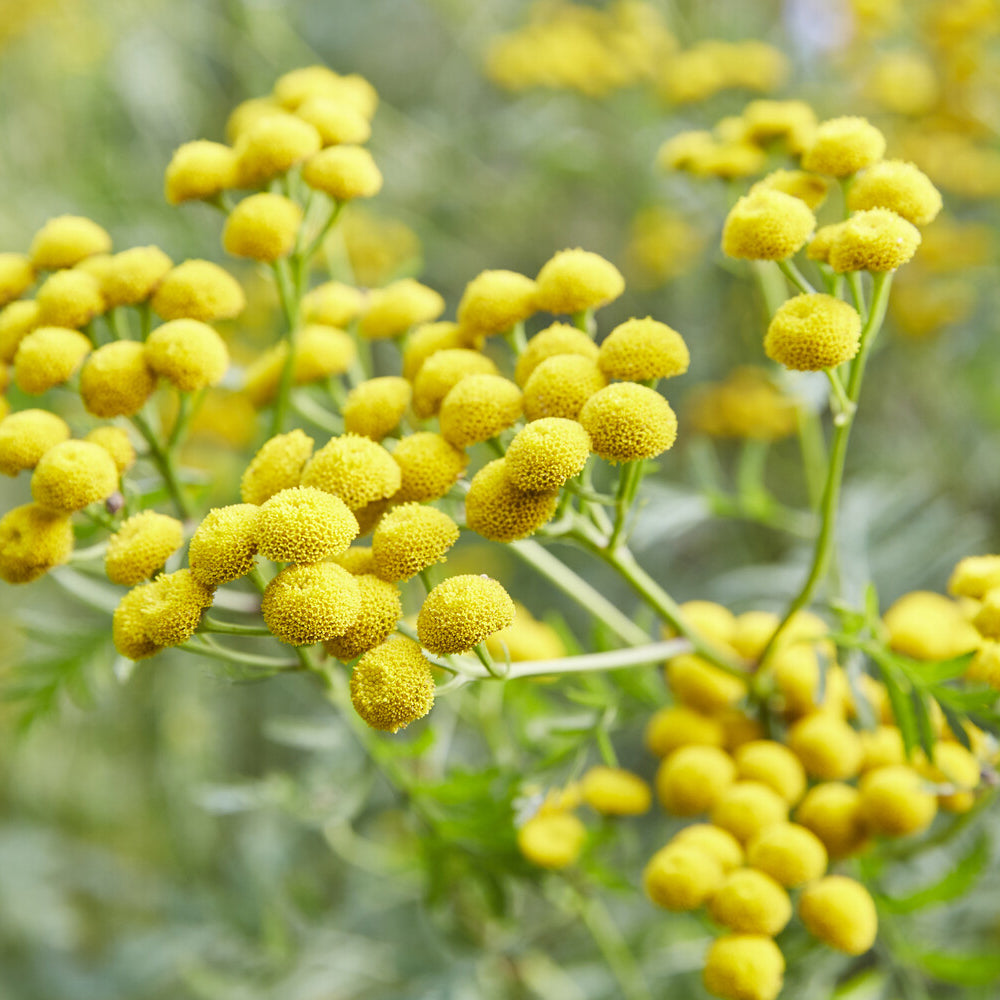 Tanaisie commune - Willemse