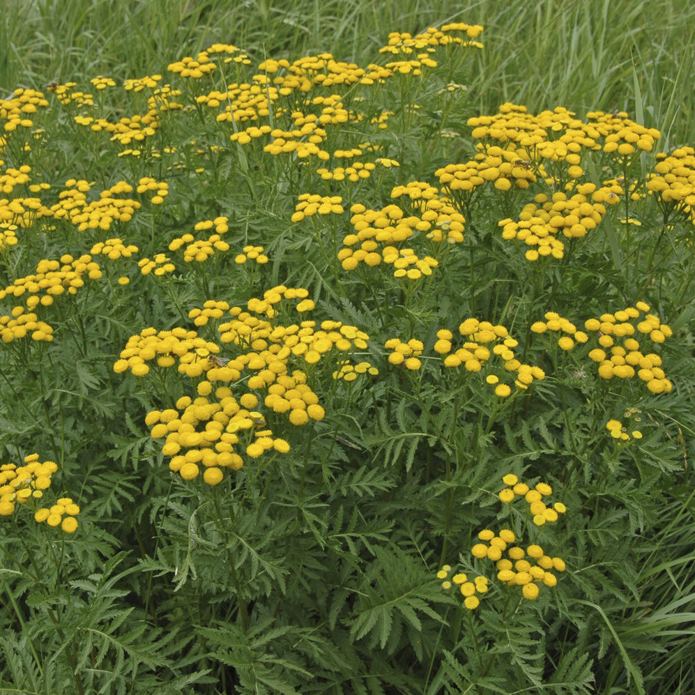 Tanaisie commune - Tanacetum vulgare - Willemse