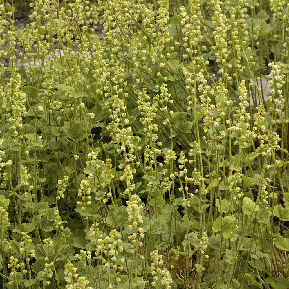 Tellima grandiflora - Tellime à grandes fleurs - Vivaces couvre-sol