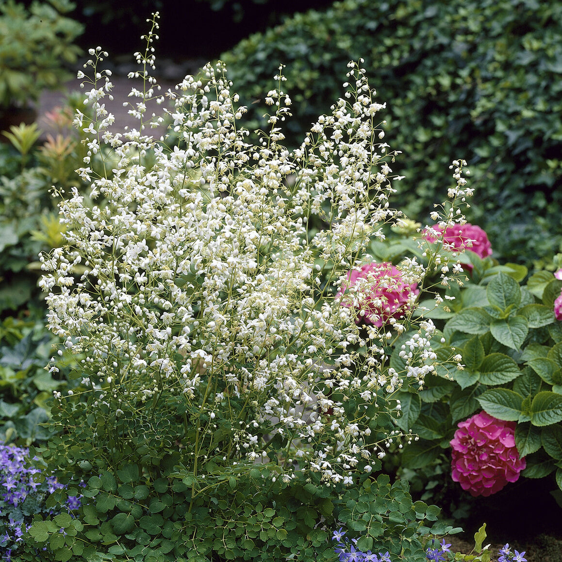 Thalictrum delavayi Album - Pigamon Delavayi blanc - Pigamon