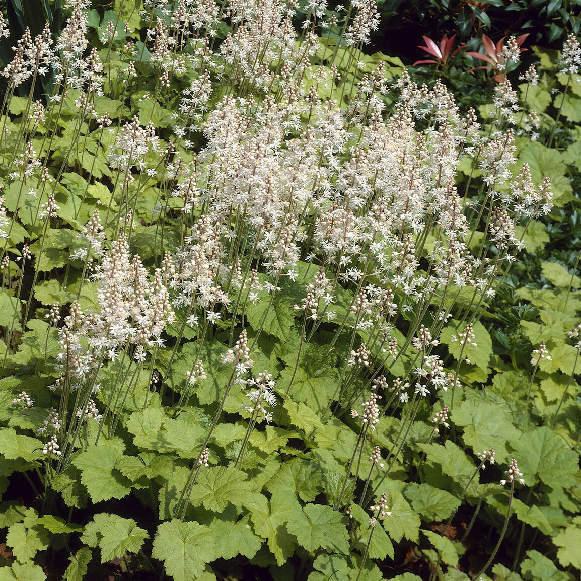Tiarelle cordifoliée - Willemse