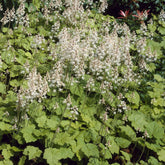 Tiarelle cordifoliée - Willemse