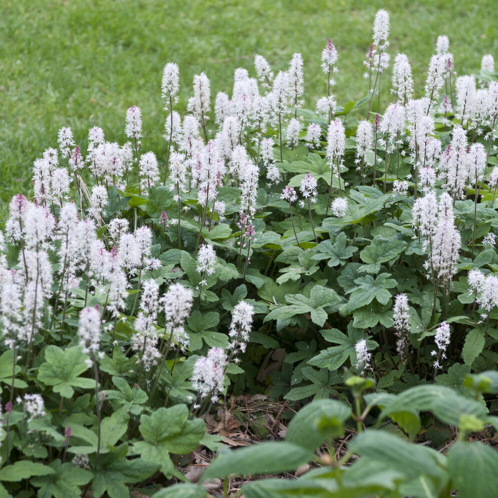 Tiarella cordifolia - Tiarelle cordifoliée - Tiarelle