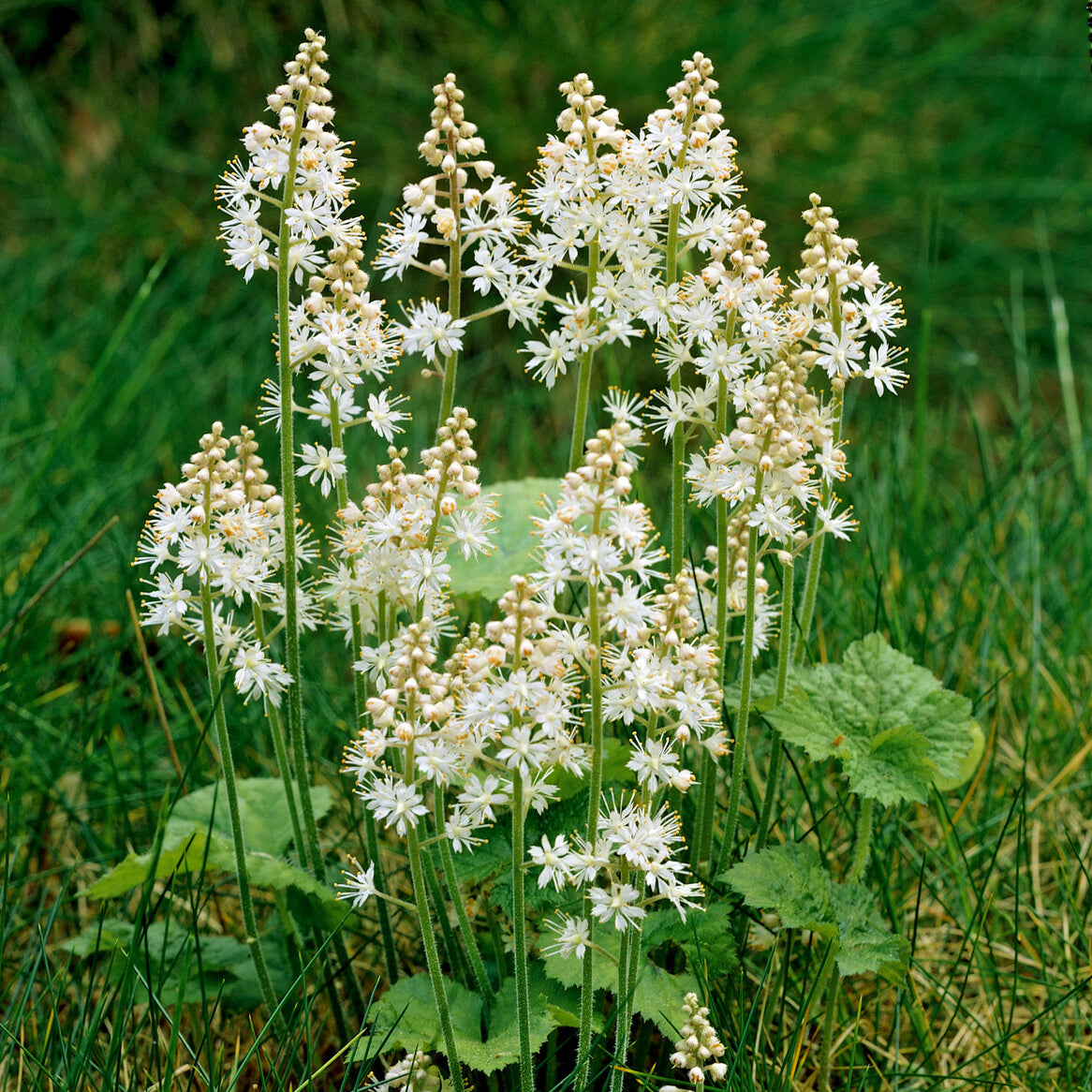 Tiarelle - Tiarelle cordifoliée - Tiarella cordifolia