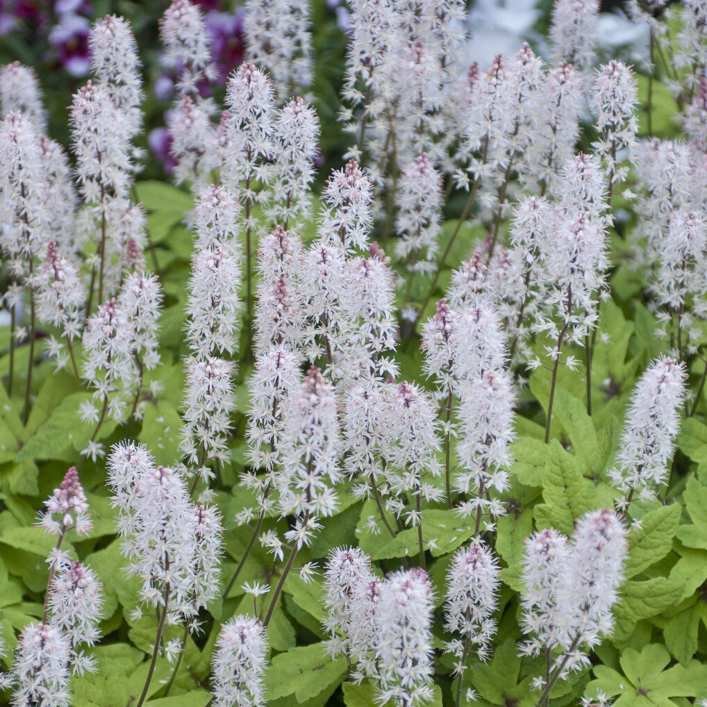 Tiarelle - Tiarelle Spring Symphony - Tiarella Spring Symphony
