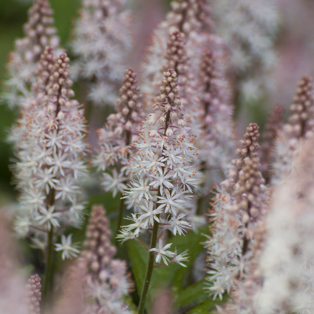 Tiarella Spring Symphony - Tiarelle Spring Symphony - Tiarelle