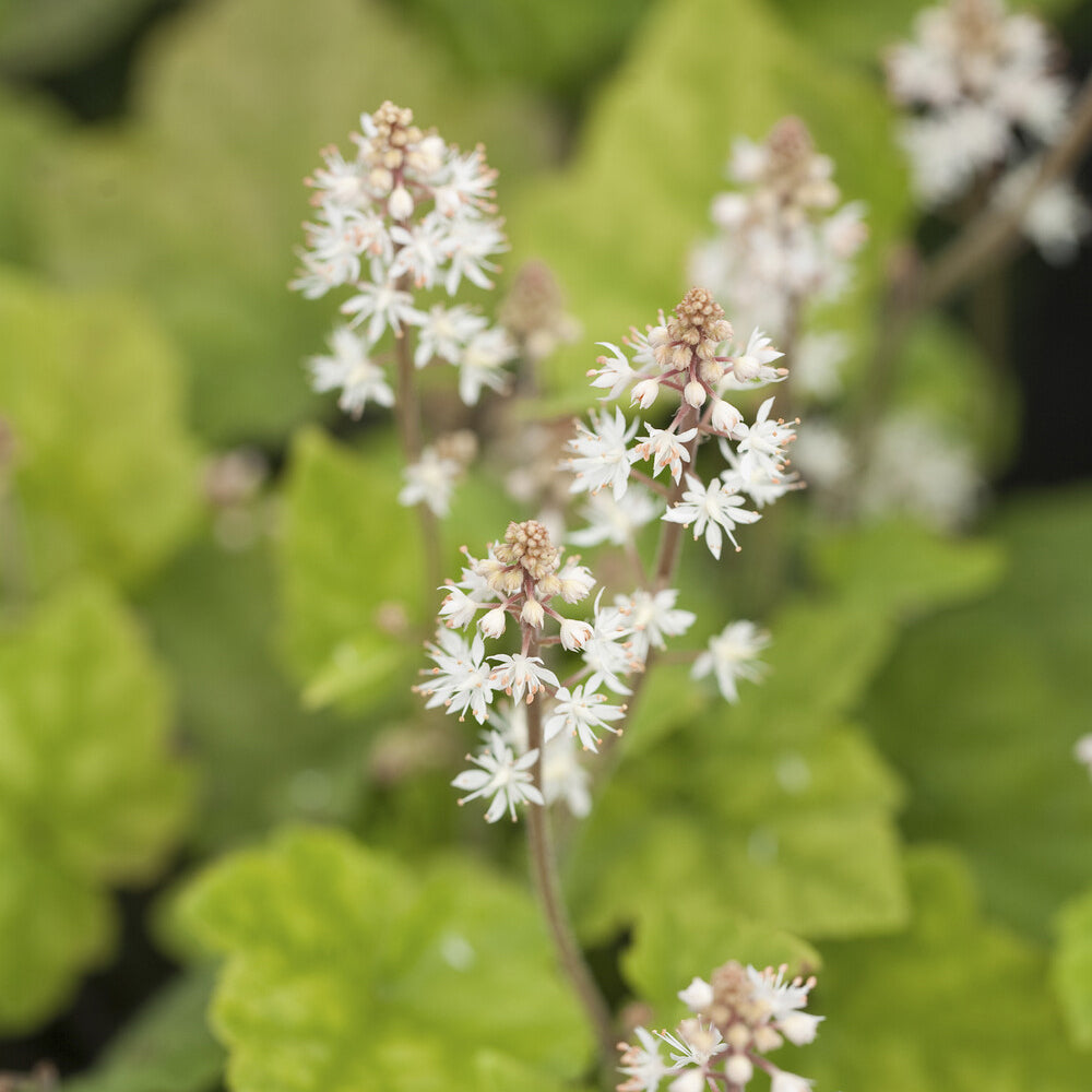 Vente Tiarelle Wherryi - Tiarella wherryi