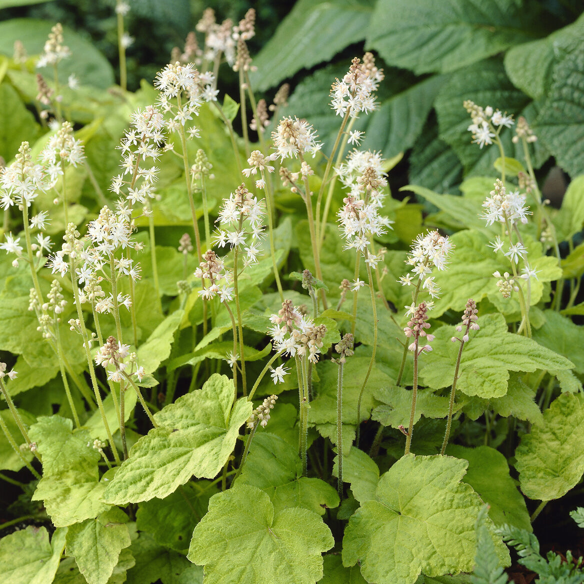 Tiarelle Wherryi - Tiarella wherryi - Willemse