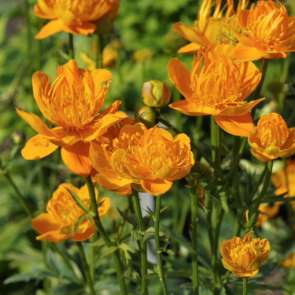 Trolle de Chine Golden Queen - Willemse