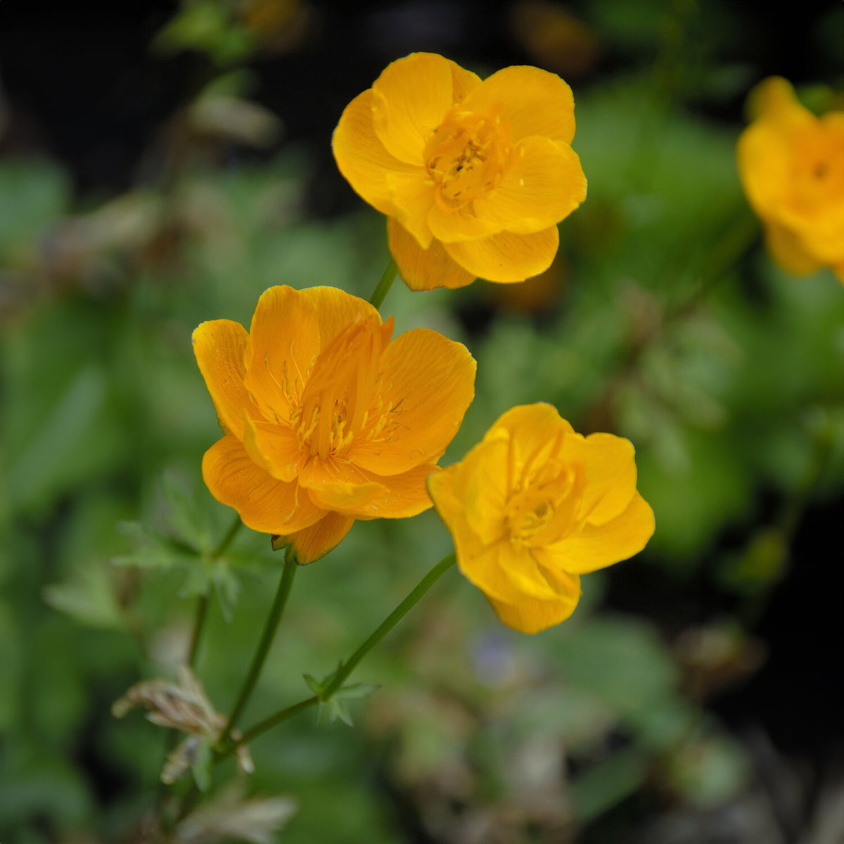 Trolle de Chine Golden Queen - Trollius chinensis Golden Queen - Willemse