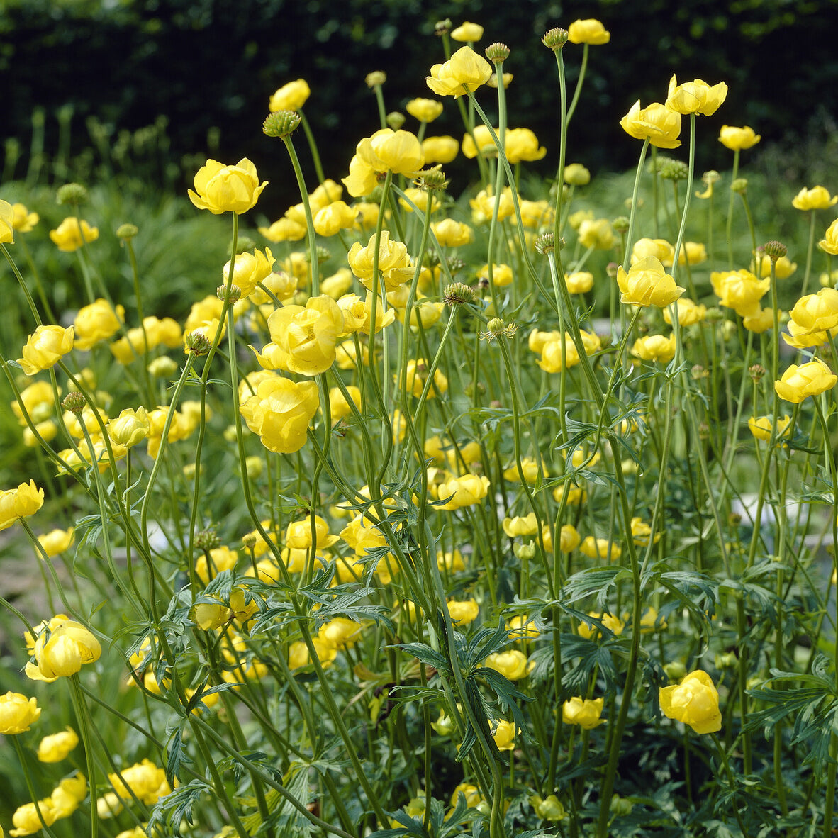 Fleurs vivaces - Trolle d'Europe - Trollius europaeus