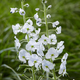 Véronique du Caucase - Willemse