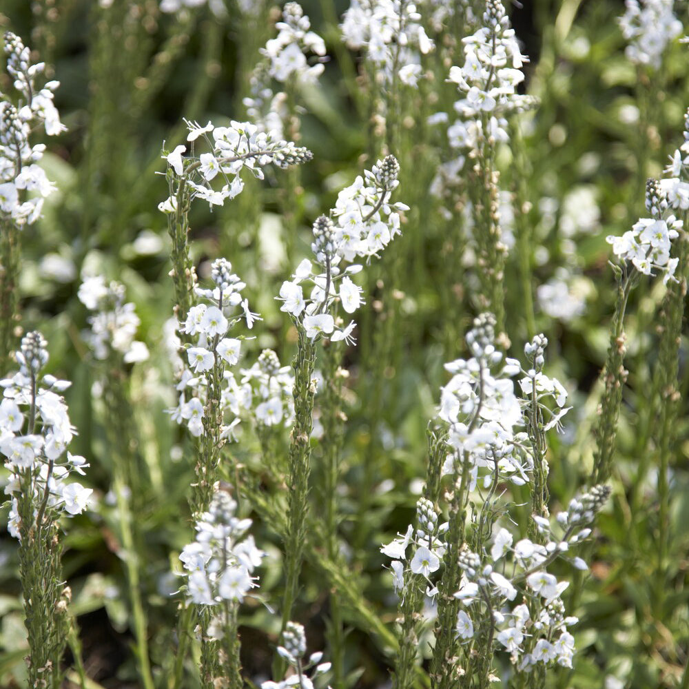 Véronique du Caucase - Veronica gentianoides - Willemse