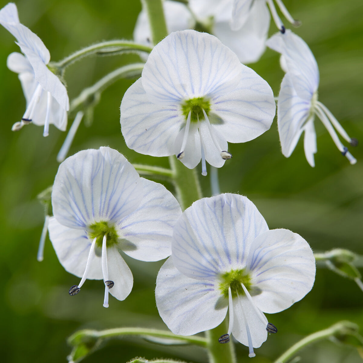 Veronica gentianoides - Véronique du Caucase - Véronique