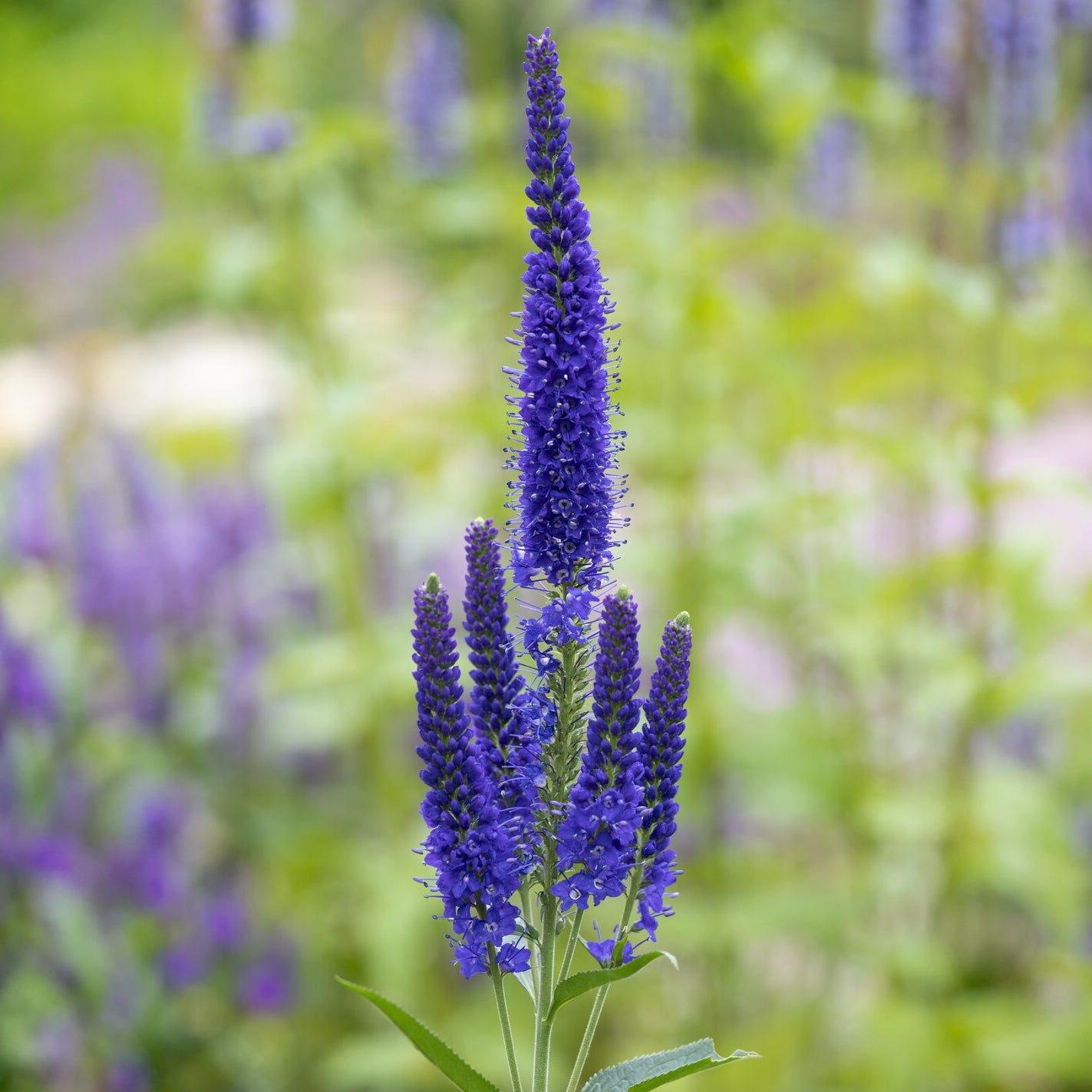 Véronique - Véronique à grandes feuilles Marietta - Veronica longifolia Marietta