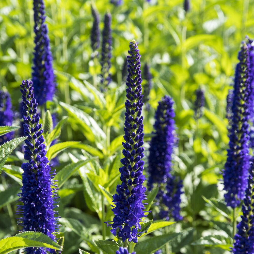 Veronica longifolia Marietta - Véronique à grandes feuilles Marietta - Véronique