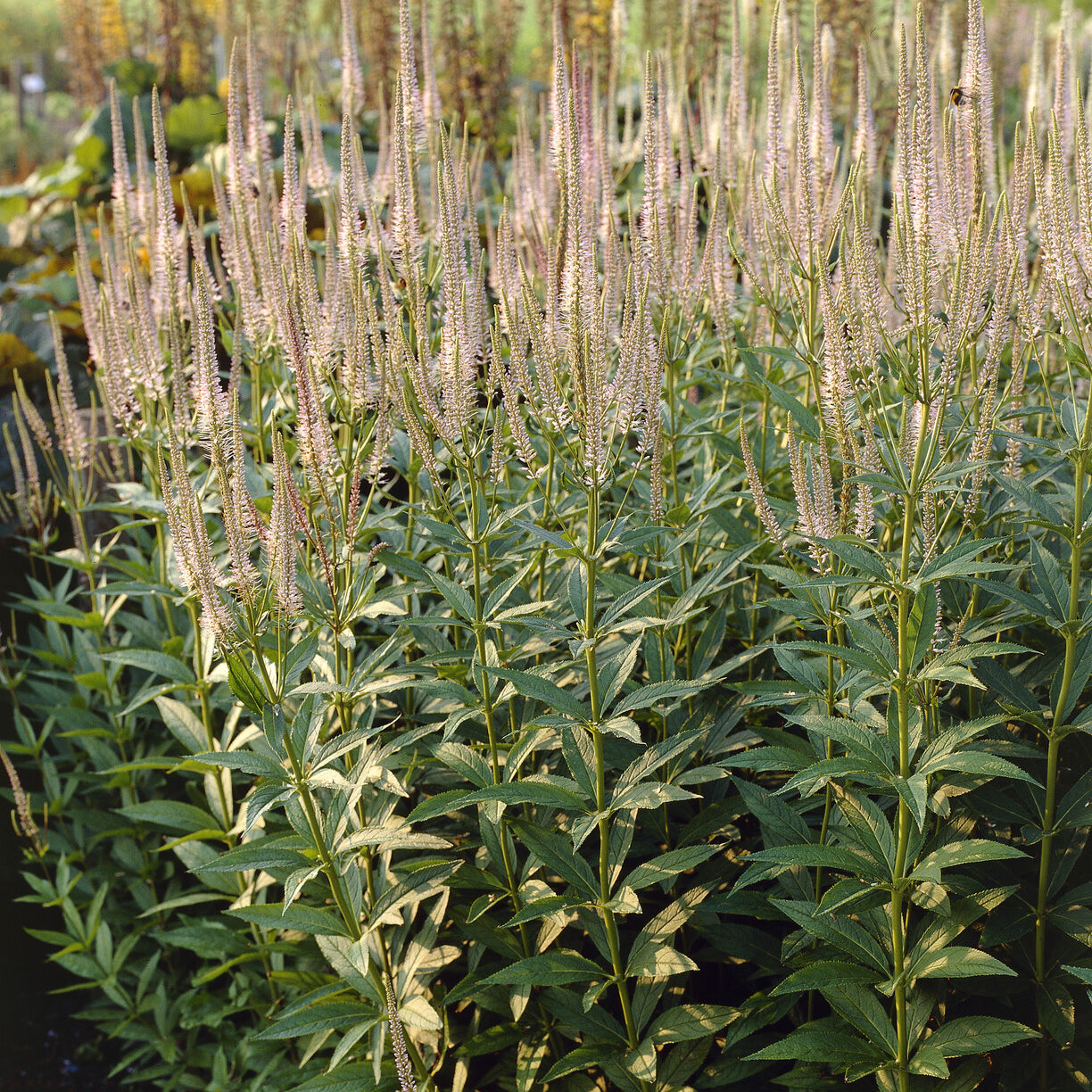 Véronique de Virginie Pink Glow - Willemse