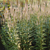 Véronique de Virginie Pink Glow - Willemse