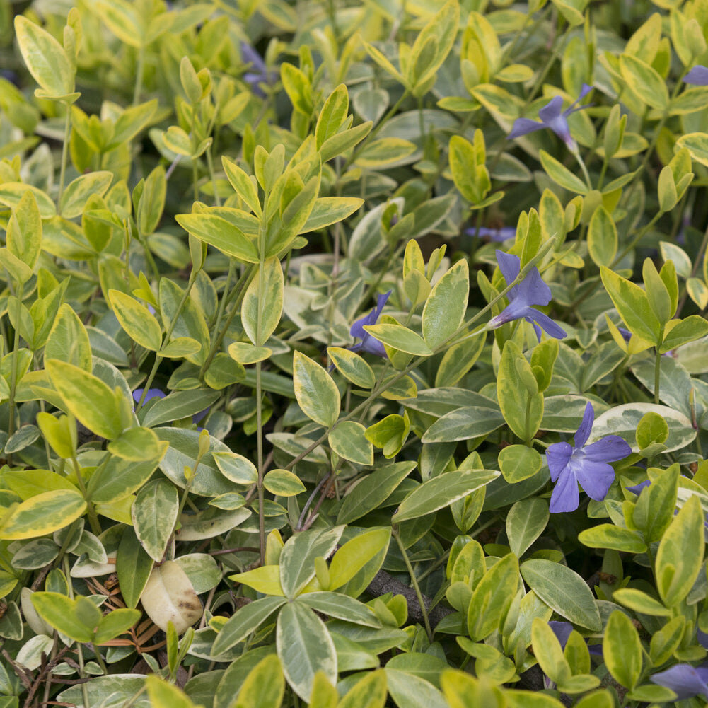 Petite pervenche Aureovariegata - Vinca minor Aureovariegata - Willemse