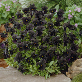 Violette cornue Molly Sanderson - Pensée - Willemse