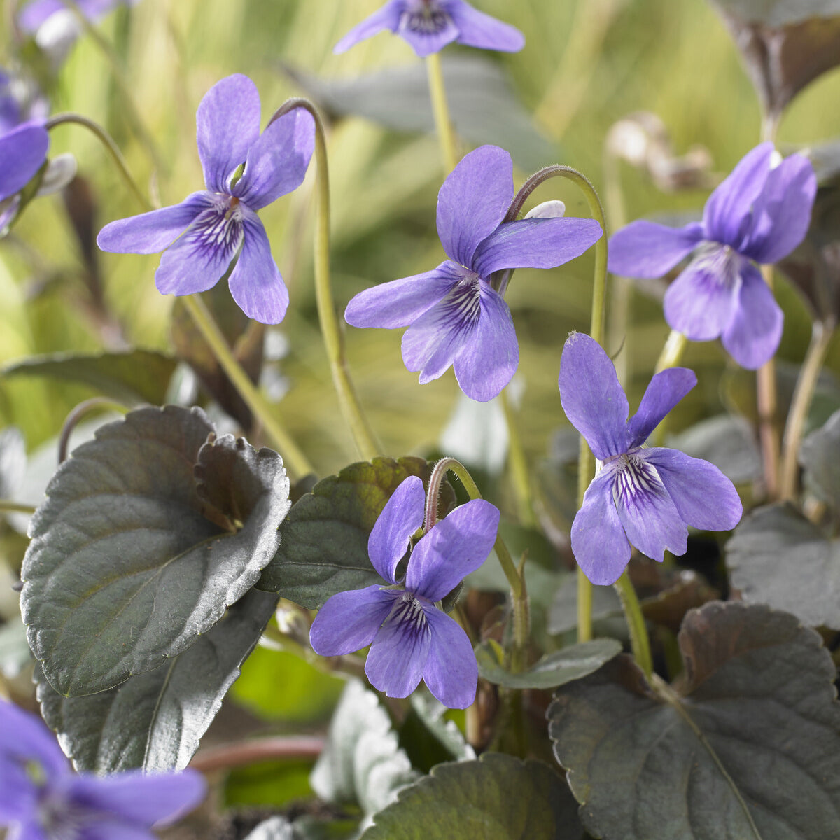 Violette de Labrador - Viola labradorica - Willemse