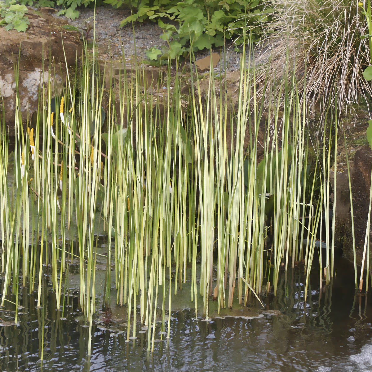 Jonc des chaisiers Albescens - Willemse