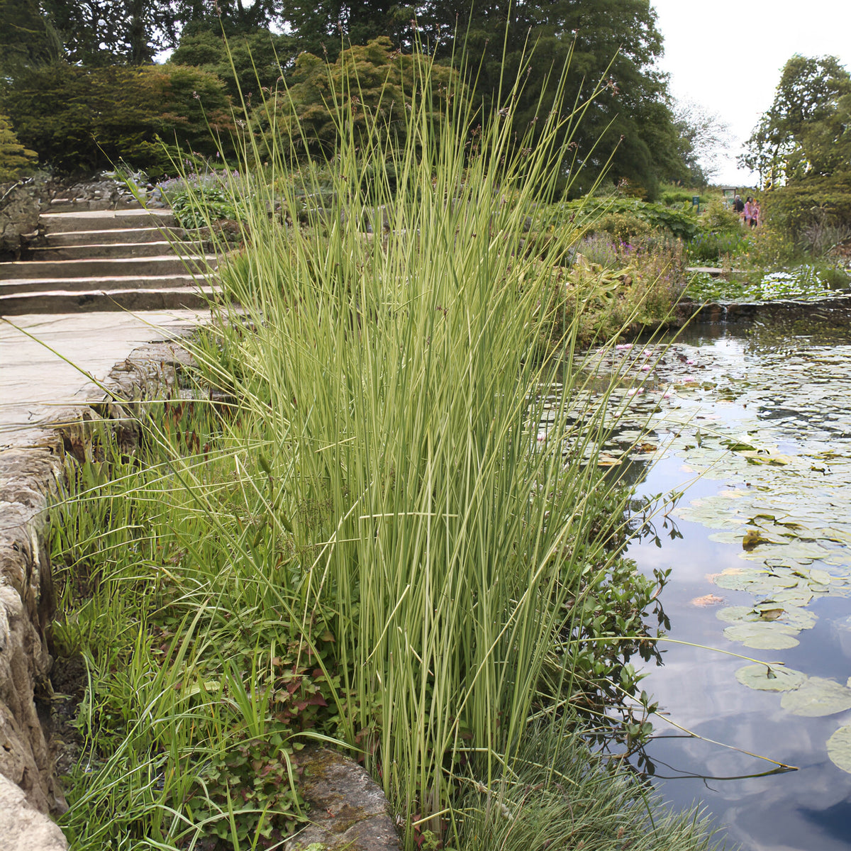 Jonc des chaisiers Albescens - Schoenoplectus lacustris albescens - Willemse