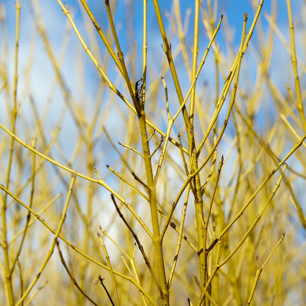 Cornouiller à bois jaune Flaviramea - Cornus sericea flaviramea - Willemse