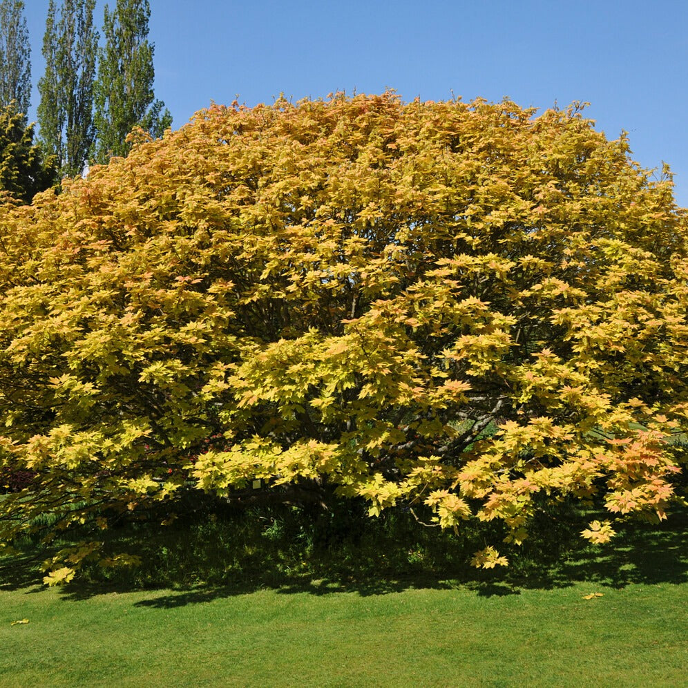 Erable sycomore 'Brilliantissimum' - Acer pseudoplatanus 'brilliantissimum' - Plantes