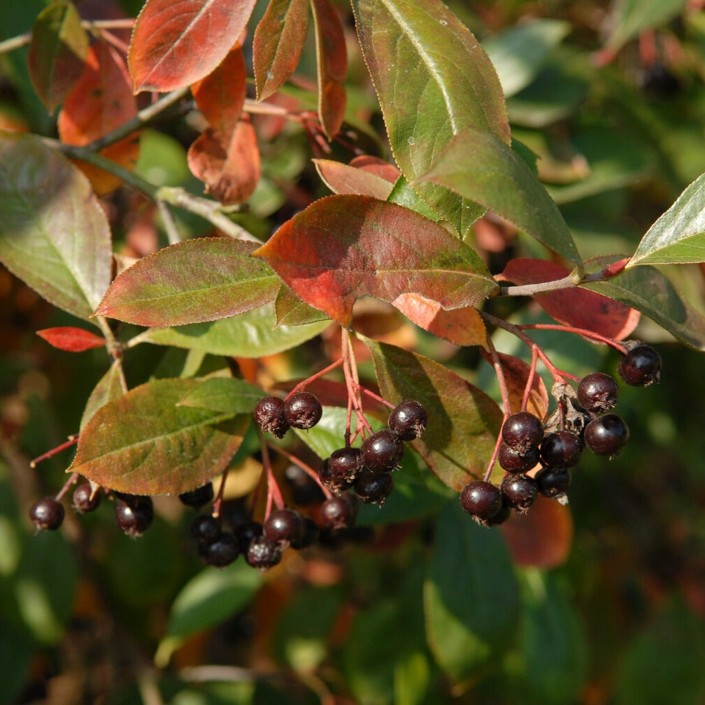 Aronia prunifolia Nero - Willemse