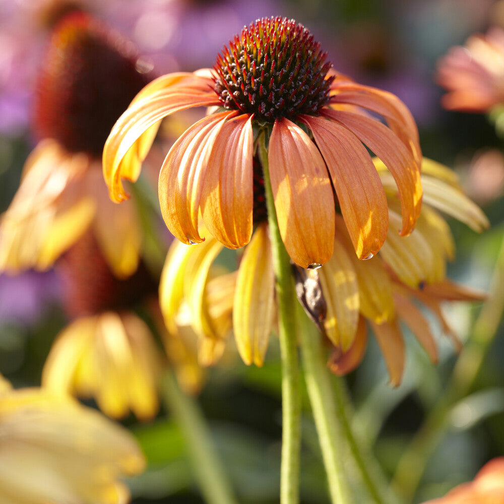 Echinacea purpurea Tangerine Dream ® - Echinacée Tangerine Dream ® - Échinacée - Echinacea