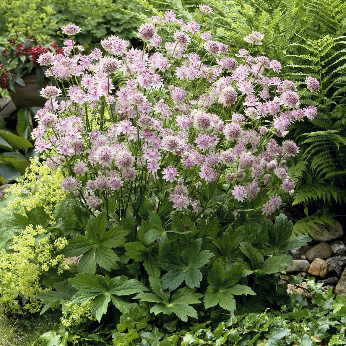 Grande astrance Buckland - Willemse