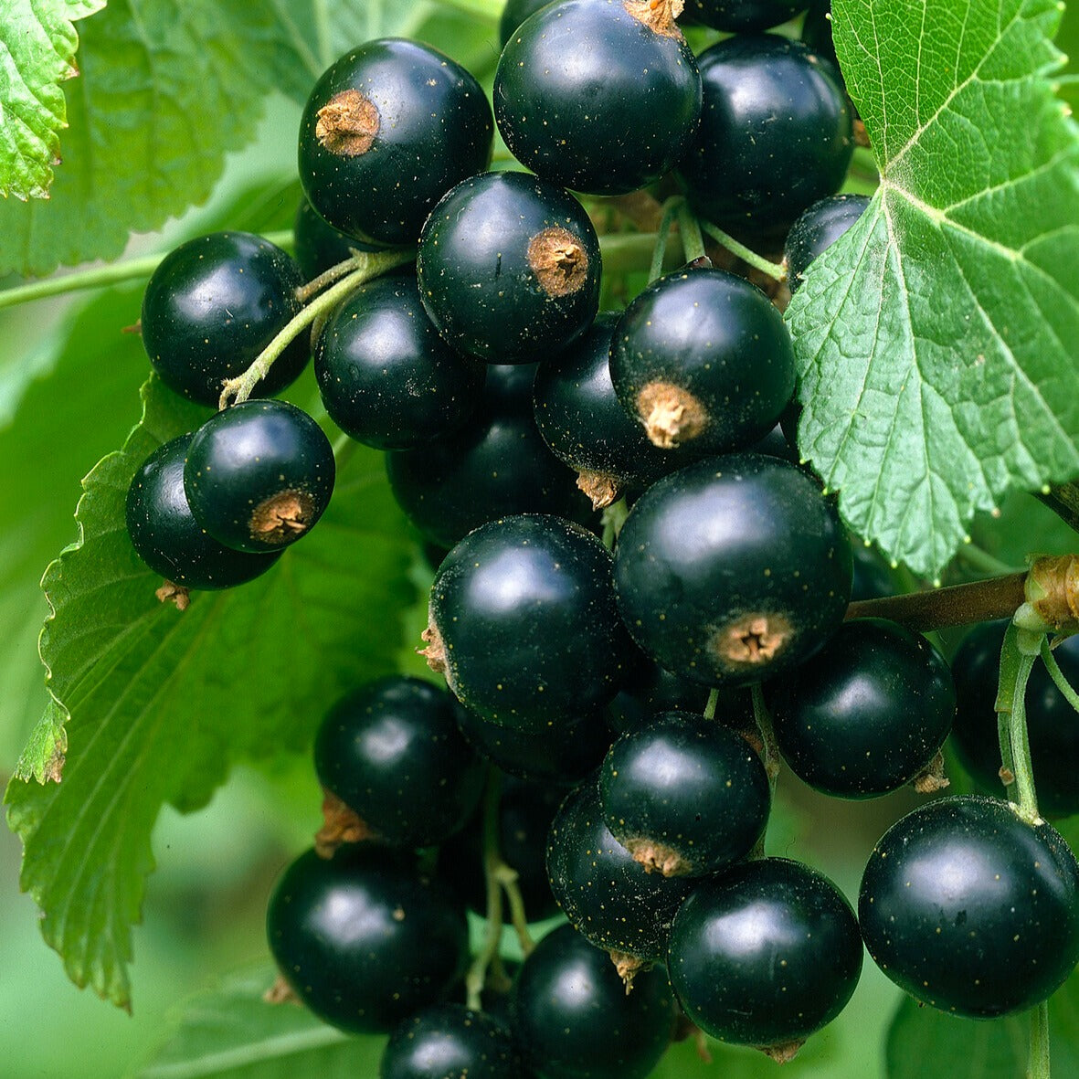 Cassissier Titania - Ribes nigrum 'titania' - Willemse
