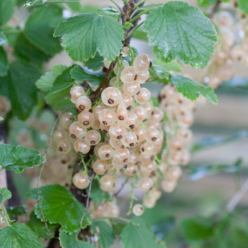 Groseillier Witte Hollander - Ribes rubrum 'witte hollander' - Fruitiers Arbres et arbustes