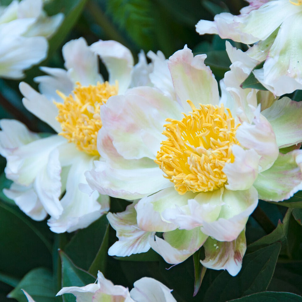 Pivoine lactiflora 'Green Lotus' - Paeonia lactiflora 'green lotus' - Plantes