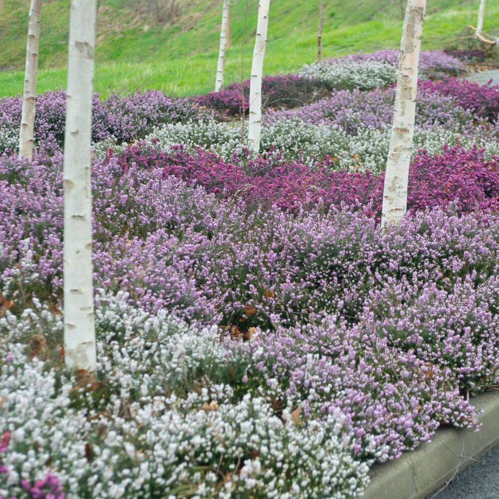 6 Bruyères d'hiver en mélange - Willemse