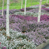 6 Bruyères d'hiver en mélange - Willemse