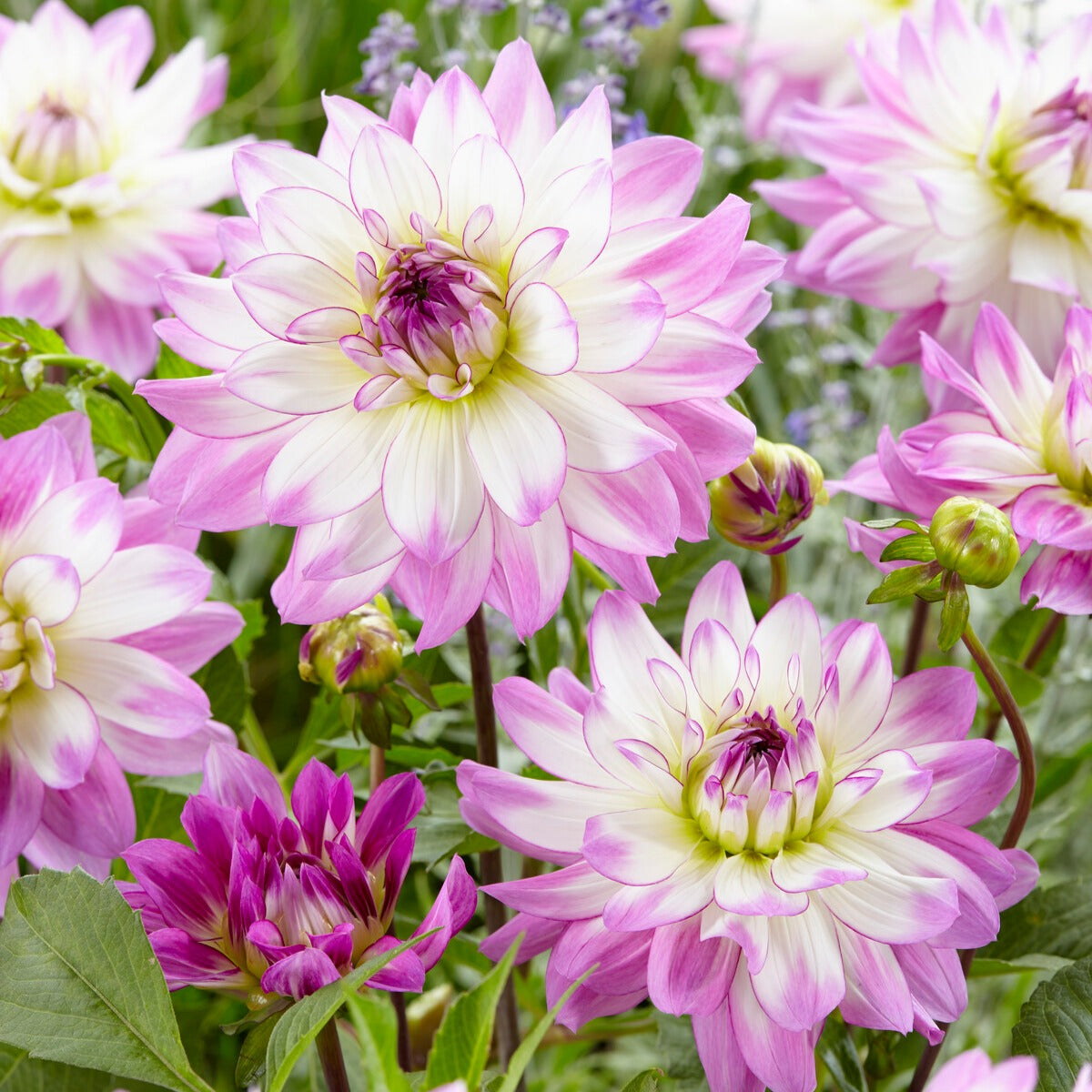 Vente 5 Grands Dahlias en mélange