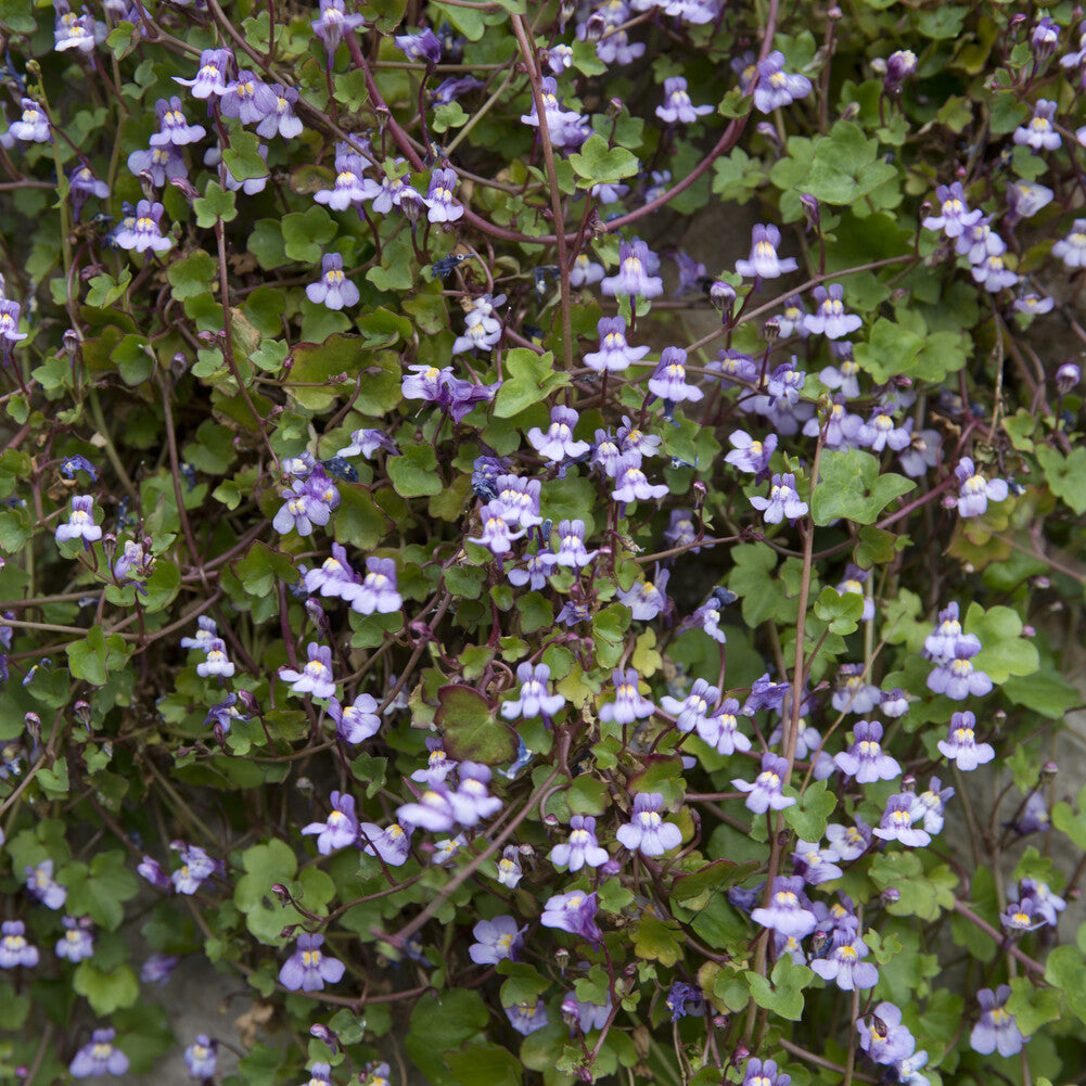 Cymbalaria muralis - Cymbalaires des murs - Ruine de Rome - Plantes de rocailles