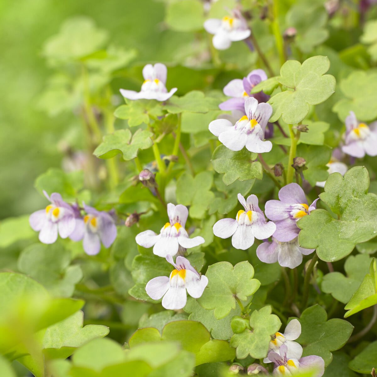Cymbalaires des murs - Ruine de Rome - Cymbalaria muralis - Willemse