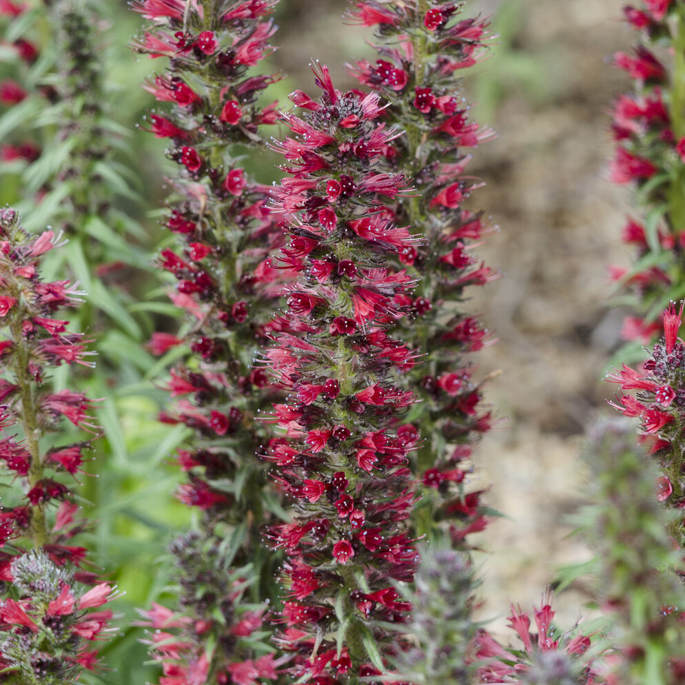 Echium amoenum Red Feathers - Willemse
